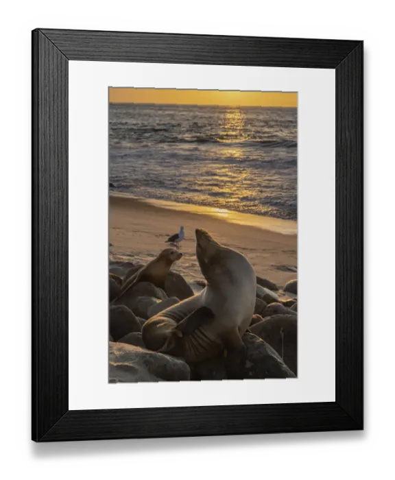 Framed Print : Sea lion stretches on a rock, with a juvenile watching in the sunset