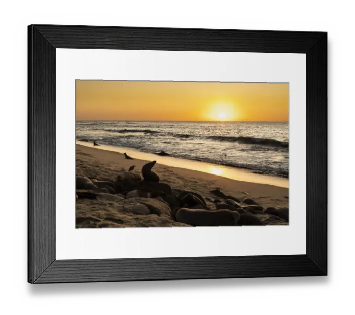 Framed Print : Sea lions on the beach, swimming, sleeping and moving about at sunset Framed Print : Sea lions on the beach, swimming, sleeping and moving about at sunset