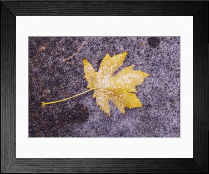 Framed Print : Autumn first snow in Yosemite National Park, California, USA Framed Print : Autumn first snow in Yosemite National Park, California, USA