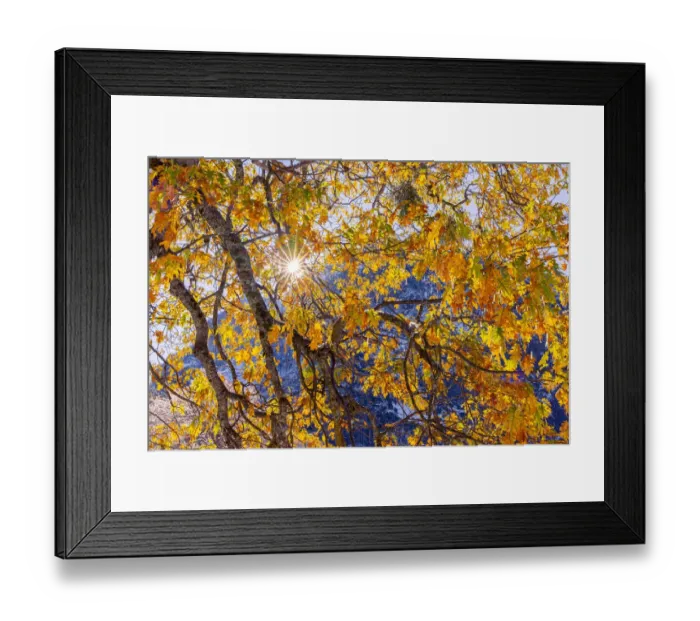 Framed Print : Cooks Meadow. Autumn first snow in Yosemite National Park, California, USA Framed Print : Cooks Meadow. Autumn first snow in Yosemite National Park, California, USA