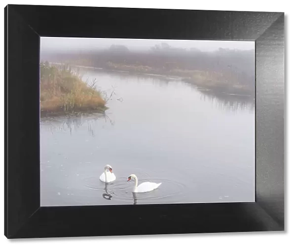 USA, New Jersey, Pine Barrens National Preserve. Swans in foggy marsh lake