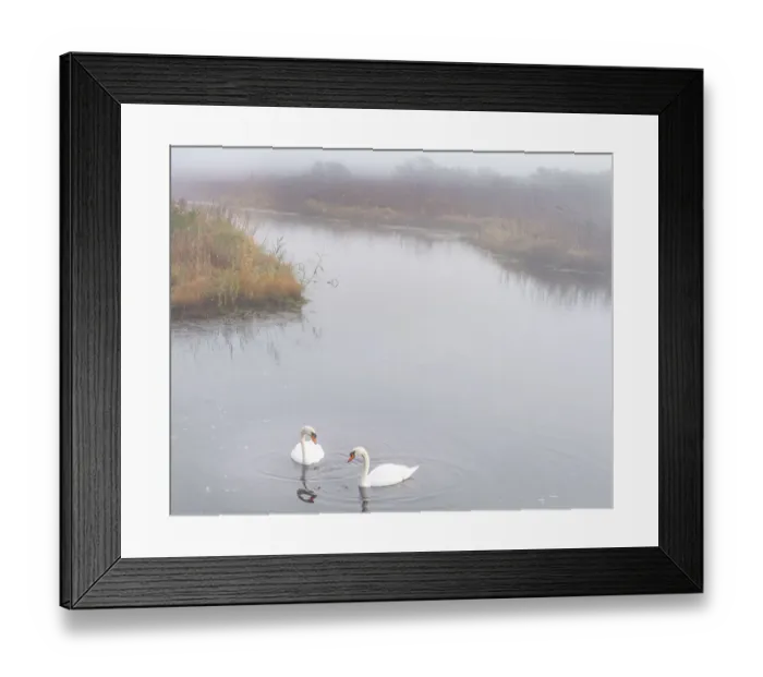 Framed Print : USA, New Jersey, Pine Barrens National Preserve. Swans in foggy marsh lake Framed Print : USA, New Jersey, Pine Barrens National Preserve. Swans in foggy marsh lake