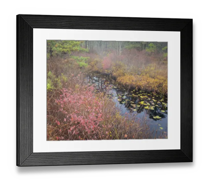 Framed Print : USA, New Jersey, Pine Barrens National Preserve. Pond in autumn-colored marsh