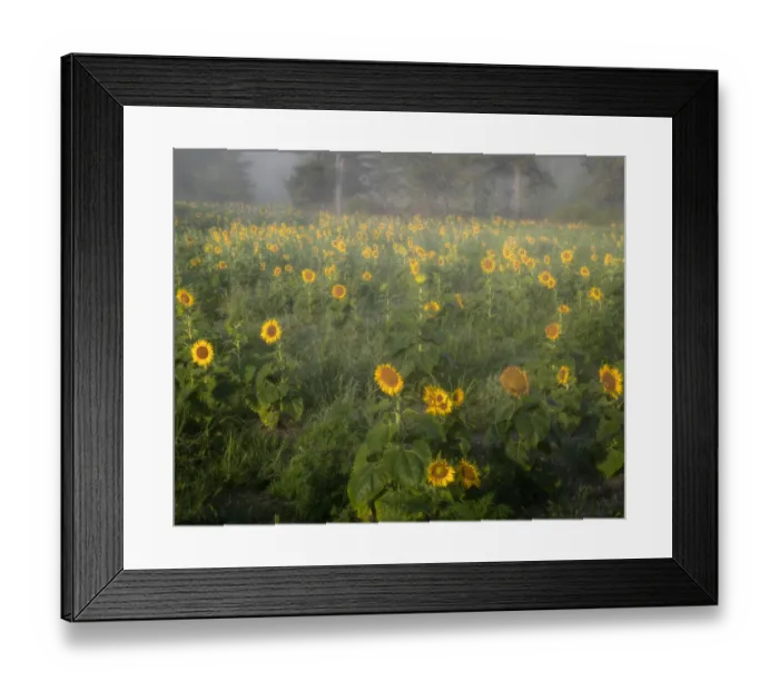 Framed Print : USA, New Jersey, Cox Hall Wildlife Management Area. Sunflowers in foggy meadow Framed Print : USA, New Jersey, Cox Hall Wildlife Management Area. Sunflowers in foggy meadow