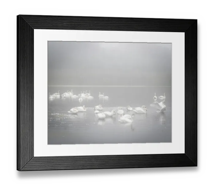 Framed Print : USA, New Jersey, Cape May National Seashore. Swans in foggy marsh