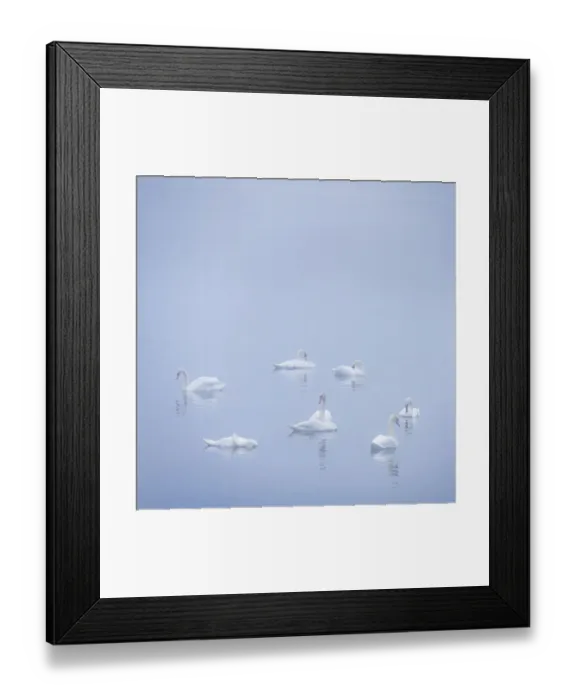 Framed Print : USA, New Jersey, Cape May National Seashore. Swans in foggy marsh