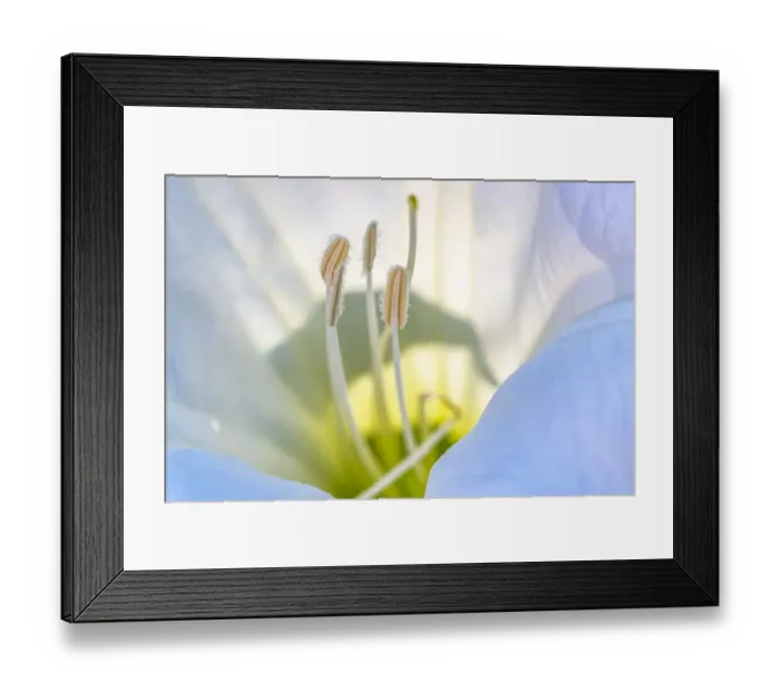 Framed Print : USA, New Mexico. Datura blossom close-up Framed Print : USA, New Mexico. Datura blossom close-up