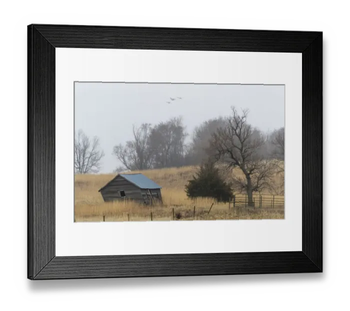 Framed Print : USA, Nebraska. Sandhill Cranes (Antigone canadensis) stop along the cornfields of Framed Print : USA, Nebraska. Sandhill Cranes (Antigone canadensis) stop along the cornfields of