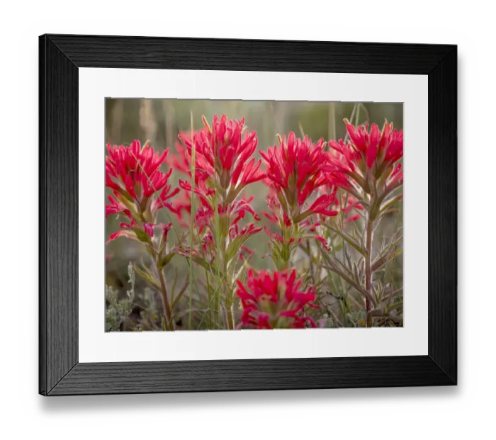 Framed Print : Paintbrush flowers, Great Basin National Park, Nevada Framed Print : Paintbrush flowers, Great Basin National Park, Nevada