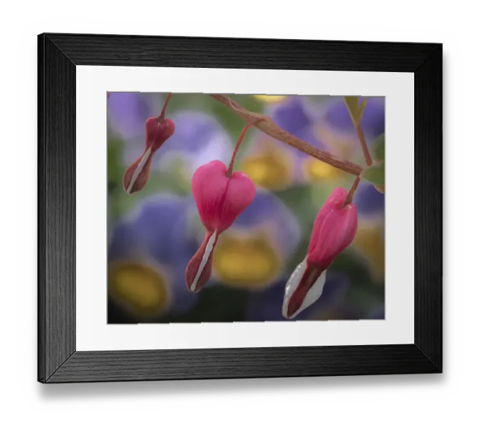 Framed Print : USA, New Jersey. Close-up of bleeding heart flowers