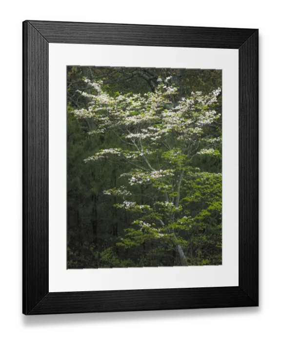 Framed Print : USA, New Jersey, Pinelands National Preserve. Dogwood tree flowers in bloom