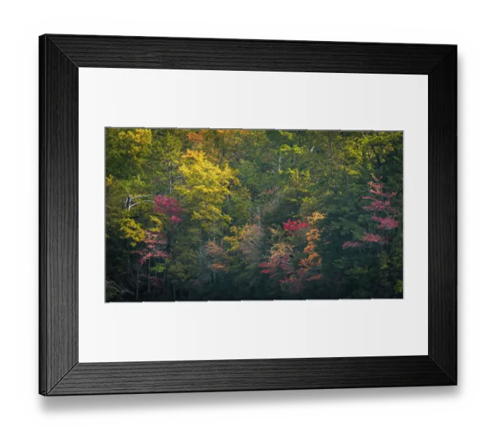 Framed Print : USA, New Jersey, Pine Barrens National Preserve. Autumn colors in forest