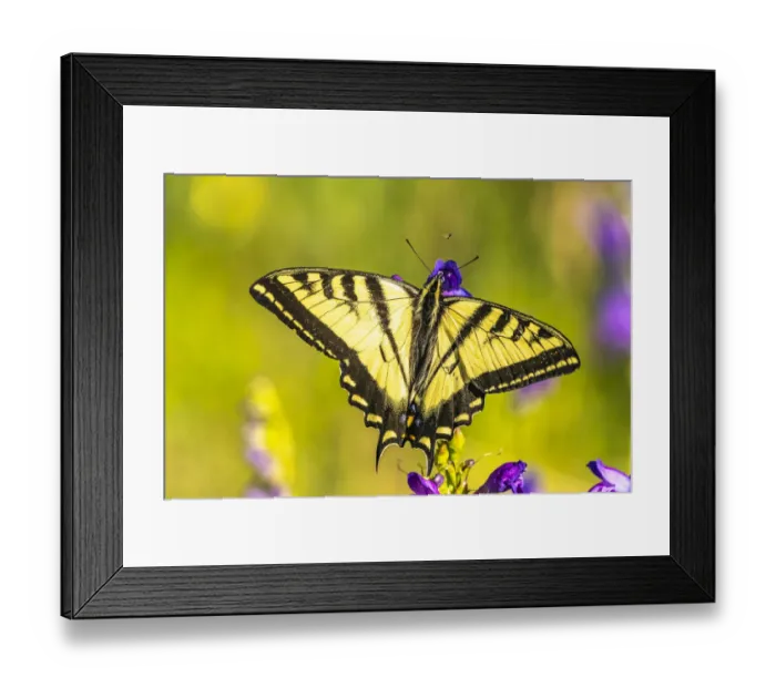 Framed Print : USA, New Mexico, Sandia Mountains. Western tiger swallowtail butterfly on penstemon Framed Print : USA, New Mexico, Sandia Mountains. Western tiger swallowtail butterfly on penstemon