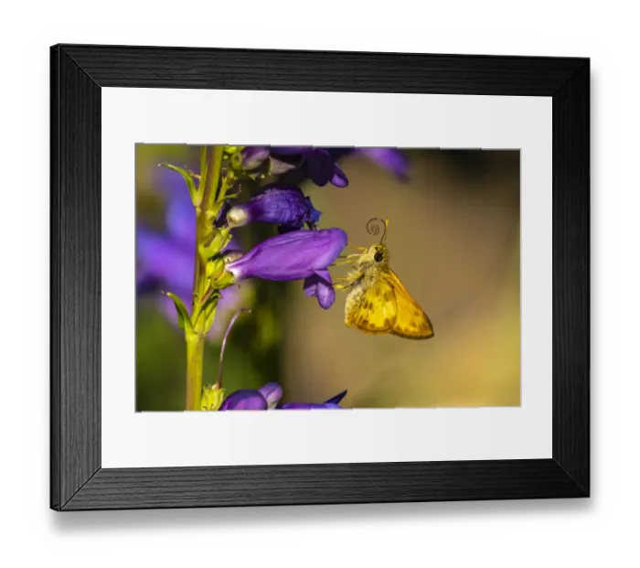 Framed Print : USA, New Mexico, Sandia Mountains. Golden skipper butterfly on penstemon blossom Framed Print : USA, New Mexico, Sandia Mountains. Golden skipper butterfly on penstemon blossom