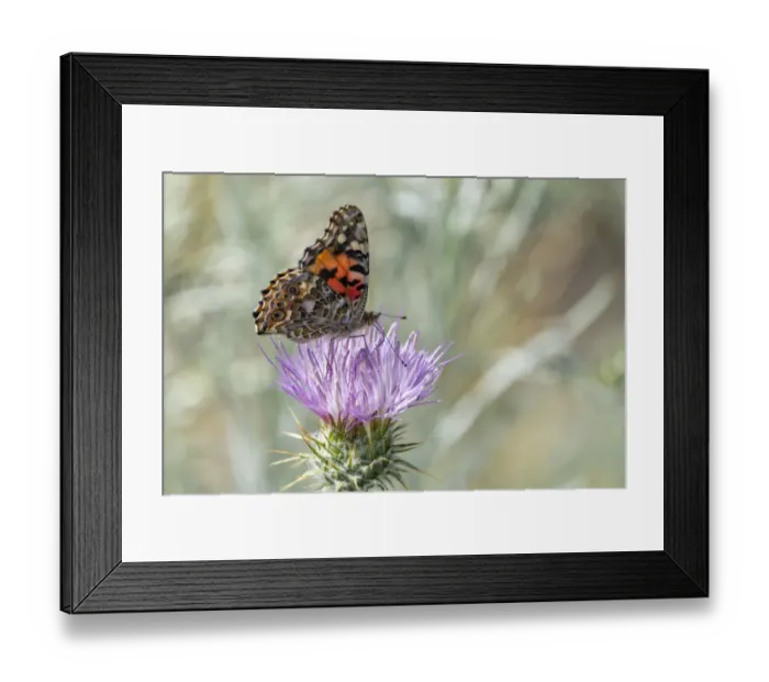 Framed Print : USA, New Mexico, Sandia Mountains. Painted lady butterfly on thistle