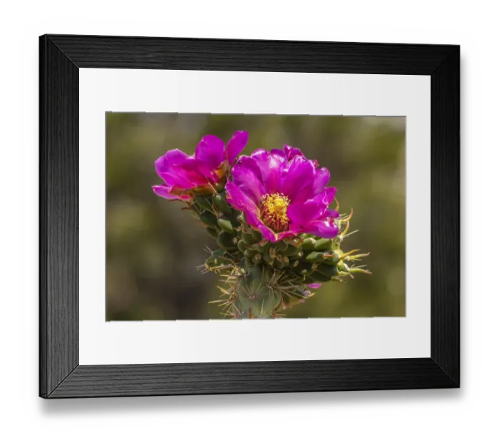 Framed Print : USA, New Mexico, Sandia Mountains. Cholla cactus blossoms close-up Framed Print : USA, New Mexico, Sandia Mountains. Cholla cactus blossoms close-up