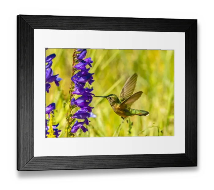 Framed Print : USA, New Mexico, Sandia Mountains. Female broad-tailed hummingbird feeding on penstemon
