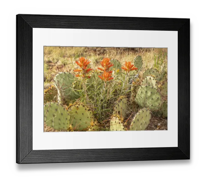 Framed Print : USA, New Mexico, Sandia Mountains. Indian paintbrush and prickly pear cactus Framed Print : USA, New Mexico, Sandia Mountains. Indian paintbrush and prickly pear cactus