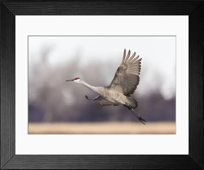 Framed Print : USA, Nebraska. Sandhill Cranes (Antigone canadensis) stop along the cornfields of