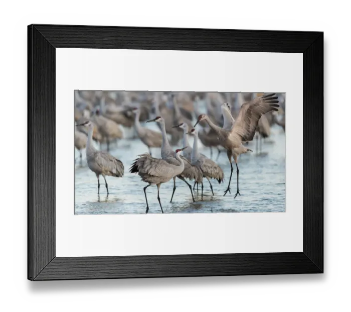 Framed Print : USA, Nebraska. Sandhill Cranes (Antigone canadensis) stop along the cornfields of Framed Print : USA, Nebraska. Sandhill Cranes (Antigone canadensis) stop along the cornfields of