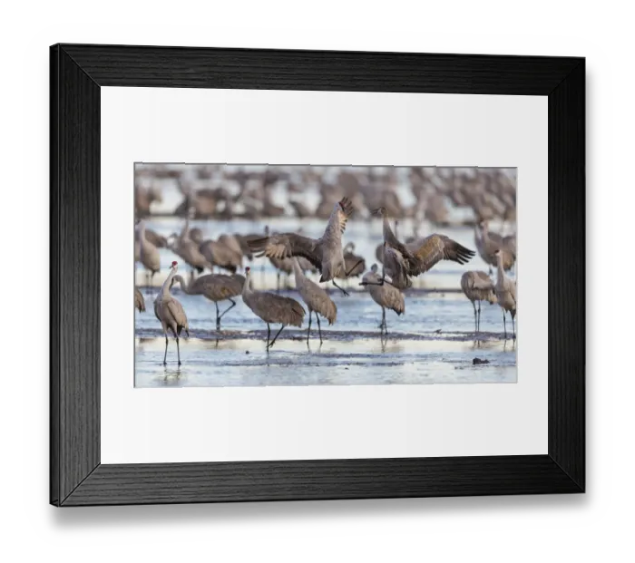 Framed Print : USA, Nebraska. Sandhill Cranes (Antigone canadensis) stop along the cornfields of