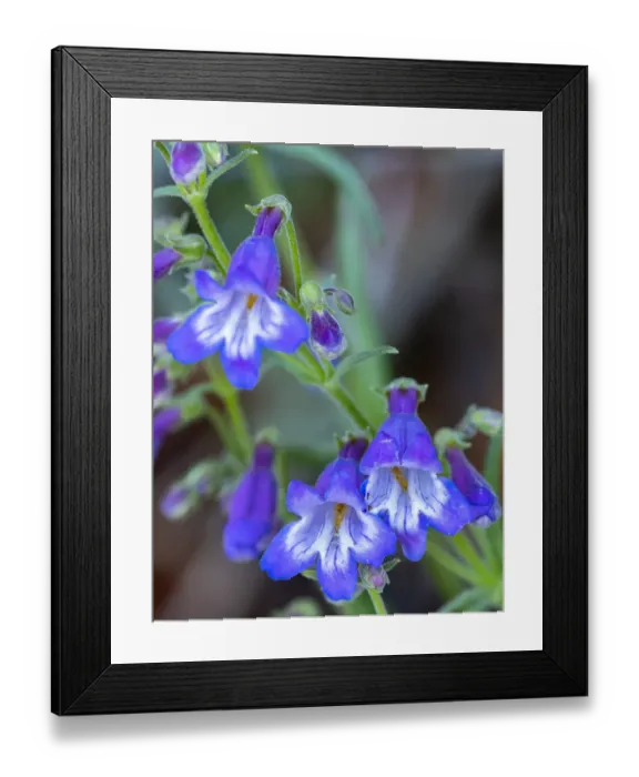 Framed Print : USA, New Mexico, Sandia Mountains. Penstemon blossoms Framed Print : USA, New Mexico, Sandia Mountains. Penstemon blossoms