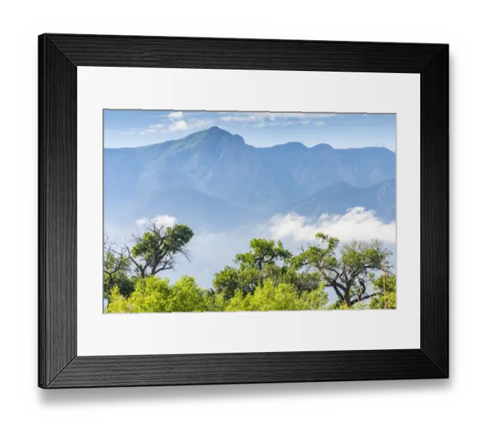 Framed Print : USA, New Mexico, Sandia Mountains. Cottonwood trees in Rio Rancho Bosque Preserve Framed Print : USA, New Mexico, Sandia Mountains. Cottonwood trees in Rio Rancho Bosque Preserve
