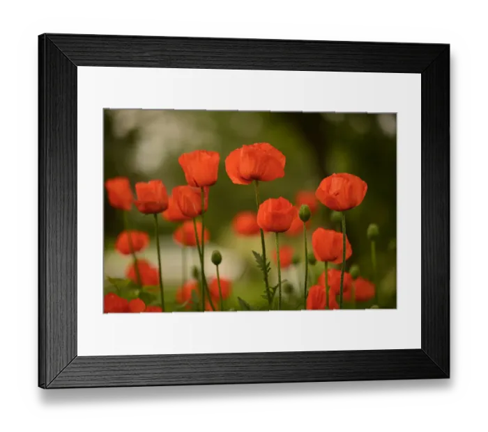 Framed Print : Red poppies in summer, Western Michigan Framed Print : Red poppies in summer, Western Michigan