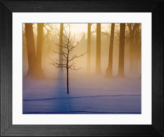Framed Print : Small tree in sunlight early morning, Michigan Framed Print : Small tree in sunlight early morning, Michigan