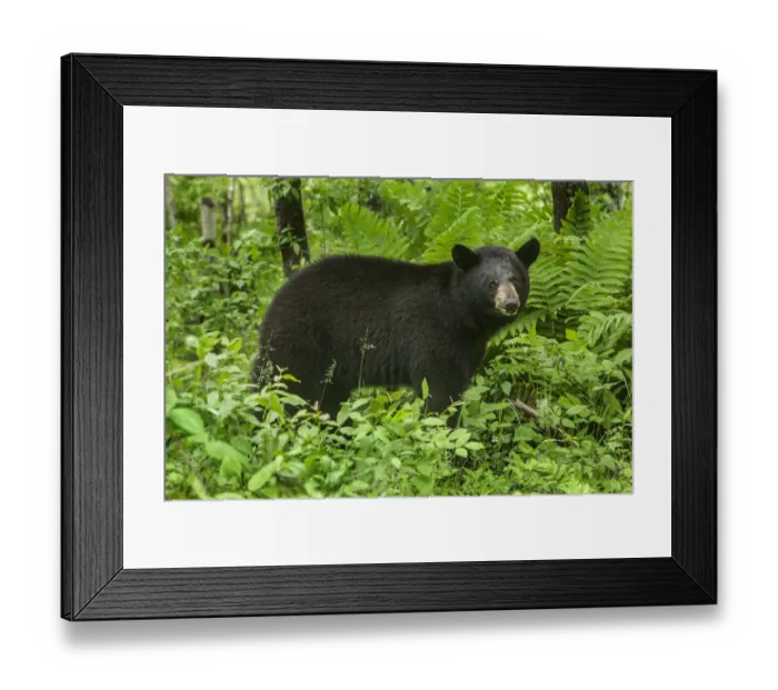 Framed Print : USA, Minnesota. Female black bear in bushes Framed Print : USA, Minnesota. Female black bear in bushes