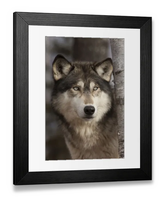 Framed Print : USA, Minnesota. Close-up of timber wolf Framed Print : USA, Minnesota. Close-up of timber wolf