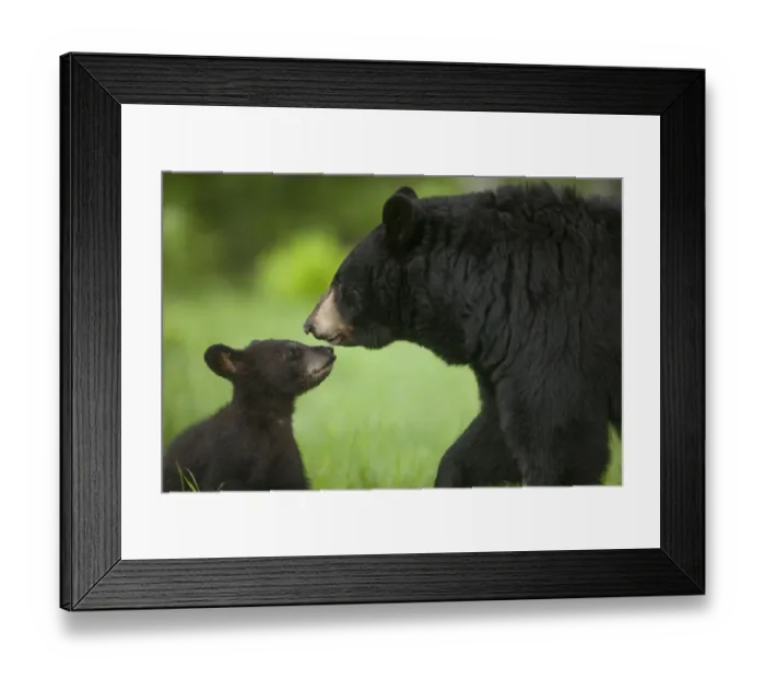 Framed Print : USA, Minnesota. Female black bear mother and cub Framed Print : USA, Minnesota. Female black bear mother and cub