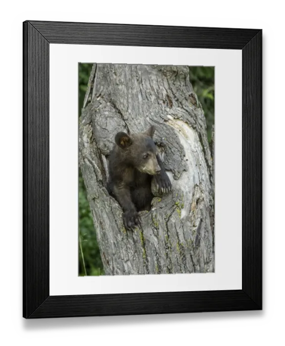 Framed Print : USA, Minnesota. Black bear cub inside tree hole Framed Print : USA, Minnesota. Black bear cub inside tree hole