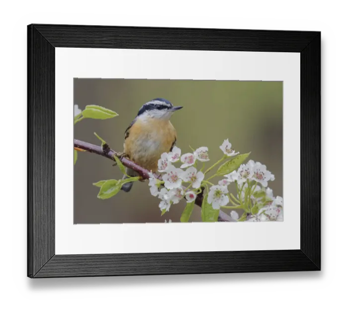 Framed Print : Red breasted Nuthatch, Michigan