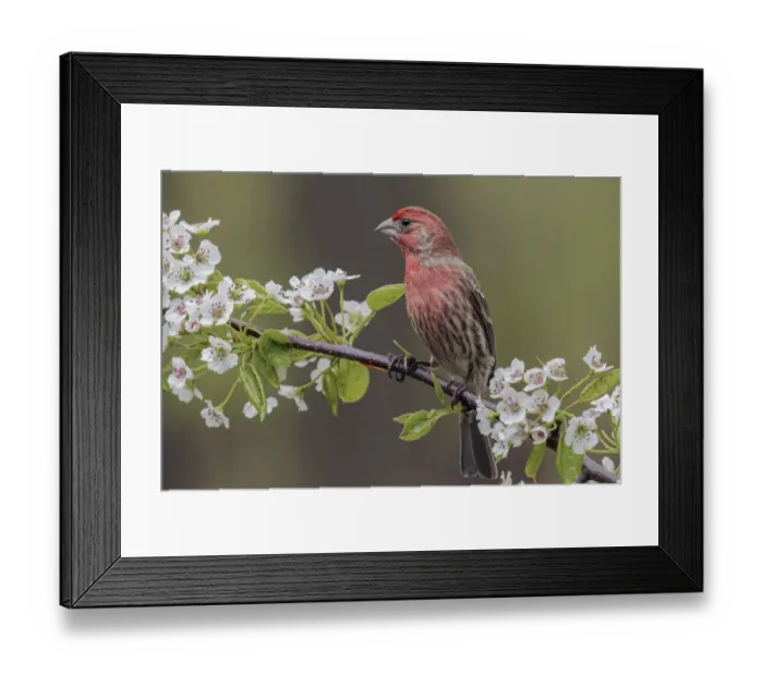 Framed Print : Female house finch in breeding plumage, Michigan Framed Print : Female house finch in breeding plumage, Michigan