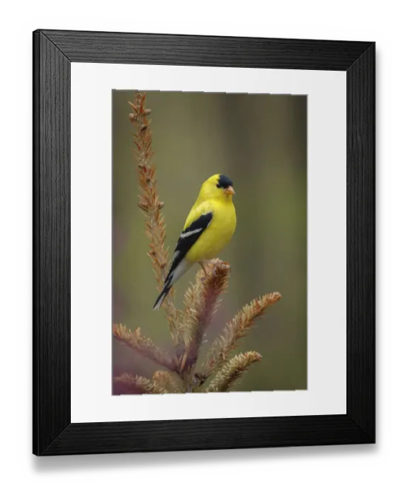 Framed Print : Male American Goldfinch in breeding plumage, Michigan Framed Print : Male American Goldfinch in breeding plumage, Michigan