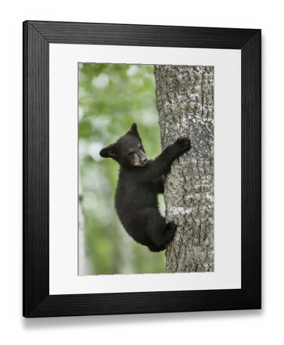 Framed Print : USA, Minnesota. Black bear cub climbing tree Framed Print : USA, Minnesota. Black bear cub climbing tree