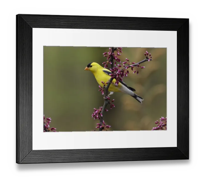Framed Print : Male American Goldfinch in breeding plumage, Michigan Framed Print : Male American Goldfinch in breeding plumage, Michigan