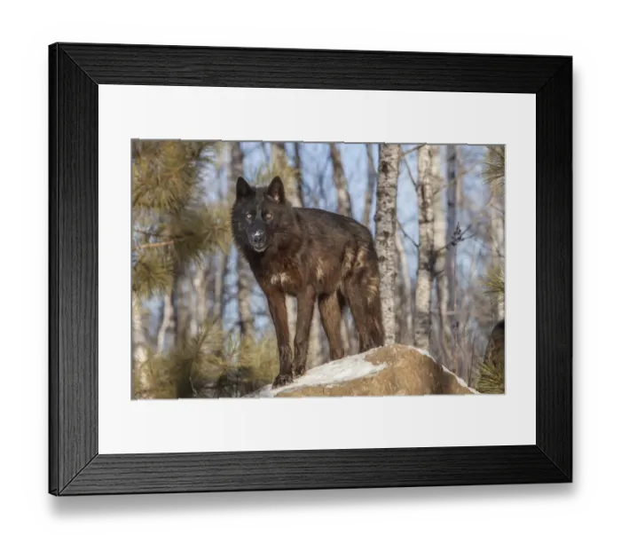 Framed Print : USA, Minnesota. Timber wolf with fur in black phase Framed Print : USA, Minnesota. Timber wolf with fur in black phase