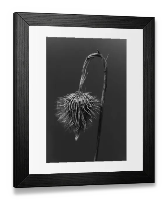 Framed Print : Wilted thistle head in black and white, Michigan