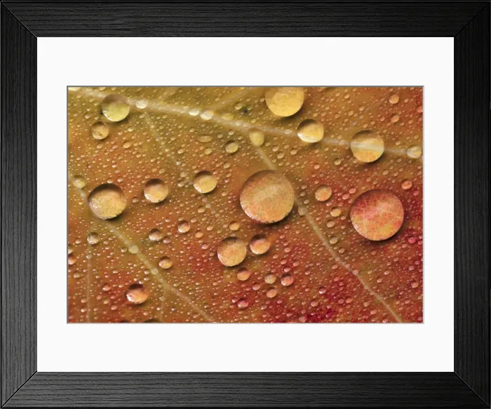 Framed Print : Red maple leaf in autumn on forest floor with raindrops, Upper Peninsula of Michigan Framed Print : Red maple leaf in autumn on forest floor with raindrops, Upper Peninsula of Michigan