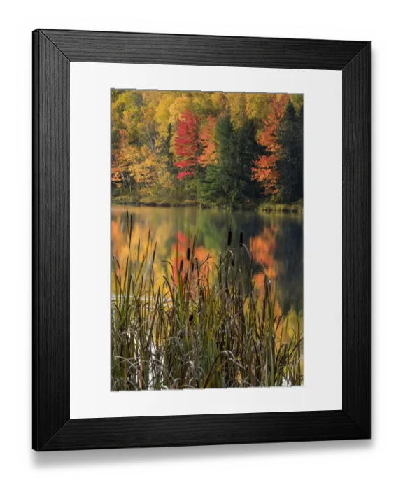 Framed Print : Cattails along small lake with fall colors, Upper Peninsula of Michigan