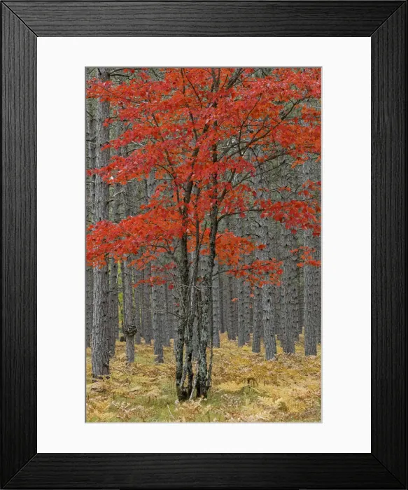 Framed Print : Red maple tree among pine tree trunks, Hiawatha National Forest Framed Print : Red maple tree among pine tree trunks, Hiawatha National Forest