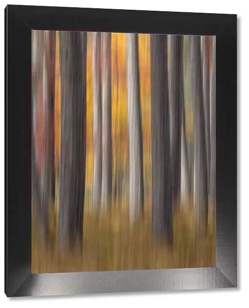 Abstract blurred tree trunks and fall foliage, Hiawatha National Forest, Upper Peninsula