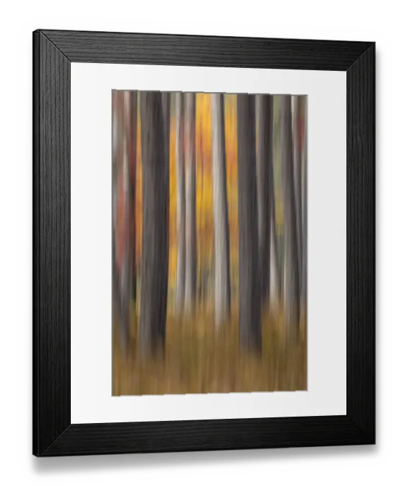Framed Print : Abstract blurred tree trunks and fall foliage, Hiawatha National Forest, Upper Peninsula Framed Print : Abstract blurred tree trunks and fall foliage, Hiawatha National Forest, Upper Peninsula