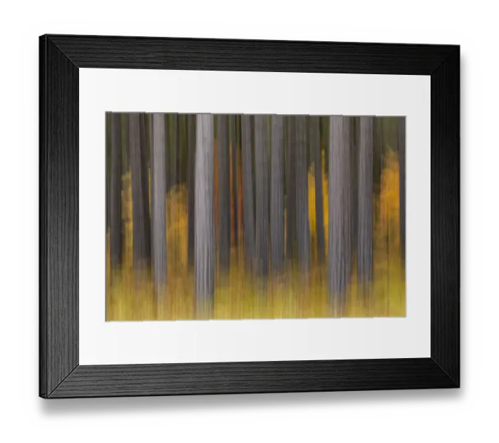 Framed Print : Abstract blurred tree trunks and fall foliage, Hiawatha National Forest, Upper Peninsula Framed Print : Abstract blurred tree trunks and fall foliage, Hiawatha National Forest, Upper Peninsula