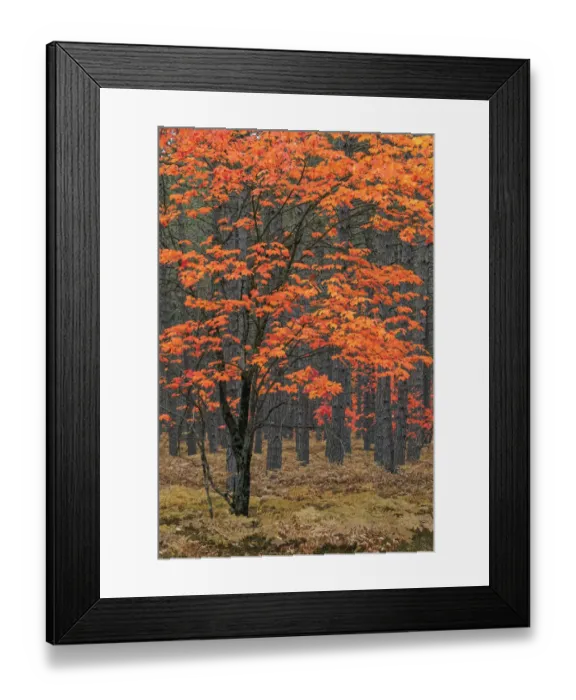 Framed Print : Red maple tree among pine tree trunks, Hiawatha National Forest Framed Print : Red maple tree among pine tree trunks, Hiawatha National Forest