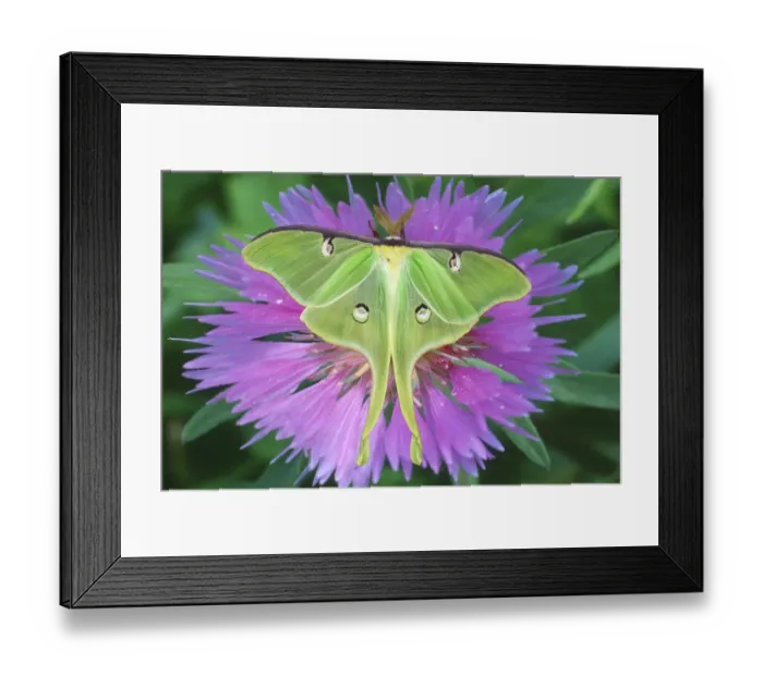 Framed Print : USA, Michigan. Close-up of luna moth on flower Framed Print : USA, Michigan. Close-up of luna moth on flower