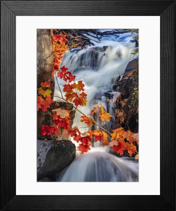 Framed Print : Red maple leaves in Cascade at Bond Falls State Park, Michigan, USA Framed Print : Red maple leaves in Cascade at Bond Falls State Park, Michigan, USA