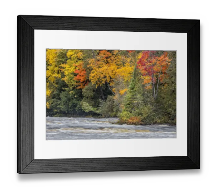 Framed Print : Tahquamenon River and fall colors, Upper Peninsula of Michigan